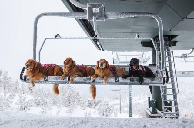 ●【画像】雪山救助犬の出勤風景