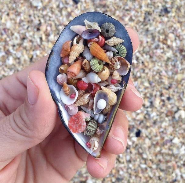 ●【画像】海辺で拾った貝殻の中には