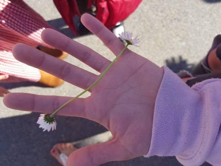 ●【画像】珍しい花を見つけた！