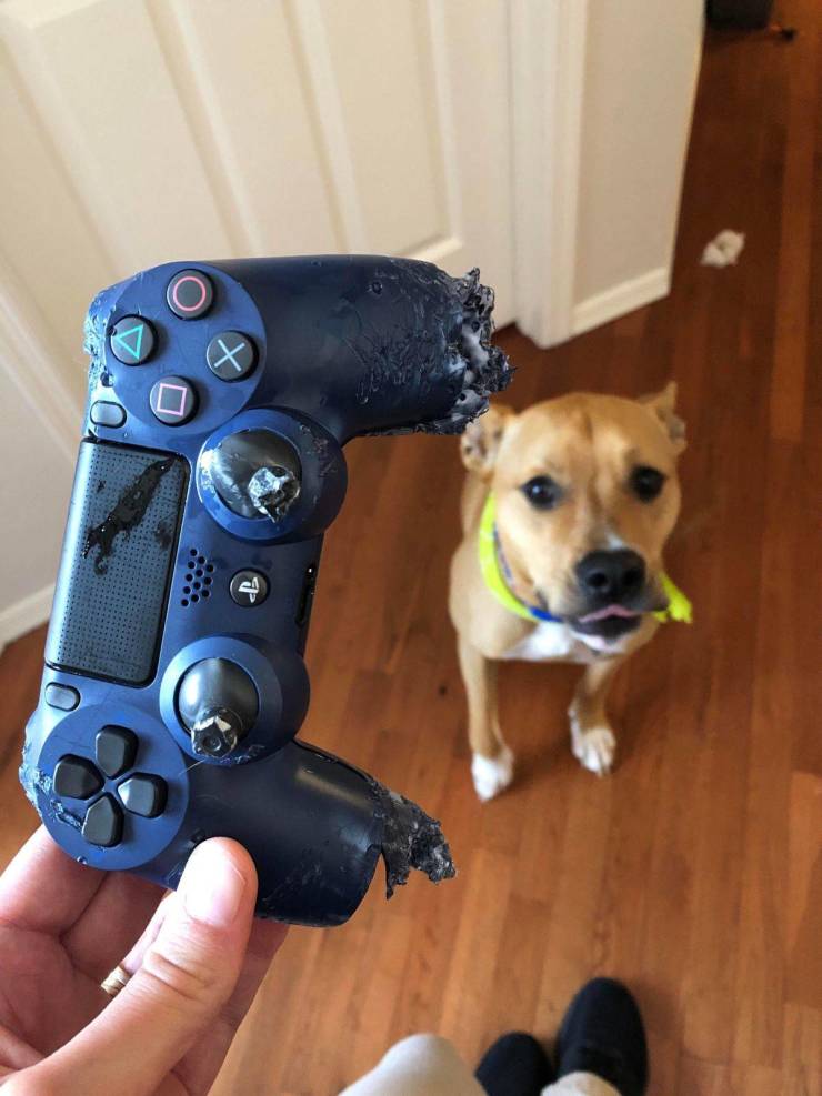 ●【画像】うちの犬、テレビゲームがクリアできなくて・・・